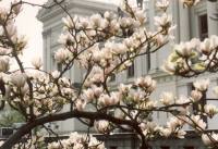 Magnolia at university place